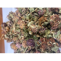 Koniczyna Czerwona Kwiat 100 G